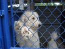 dog shelter