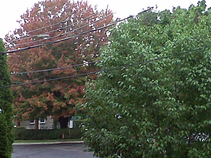 fall